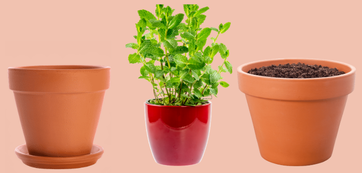 Are Ceramic Pots Good for Plants